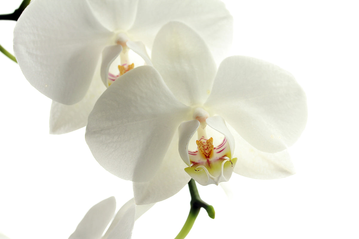 modern-3-piece-acrylic-print-orchids-bloom