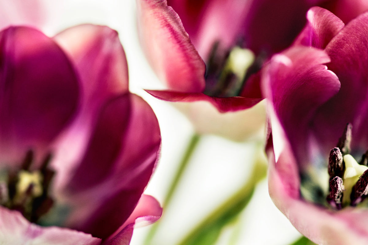 framedcanvas-print-tulip-iv
