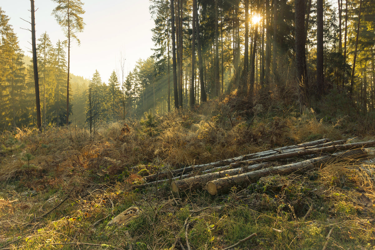 framedcanvas-print-working-in-the-woods
