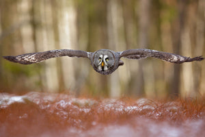 acrylic-print-great-grey-owl