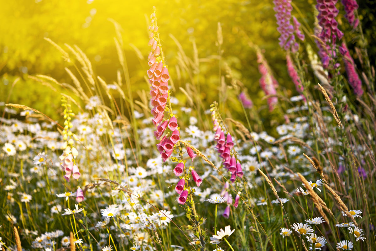 framedcanvas-print-summer-flower-meadow