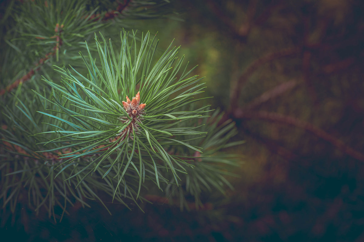 modern-3-piece-aluminium-print-pine-tree-close-up