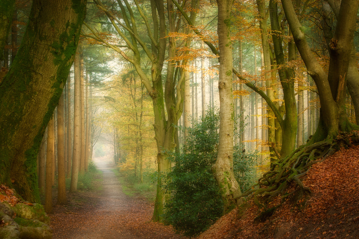 framedposter-print-following-fog-x