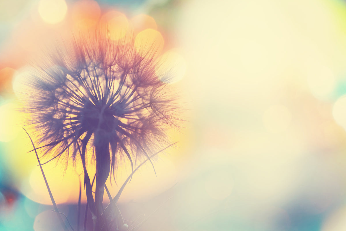 framedposter-print-the-dandelion-in-the-light