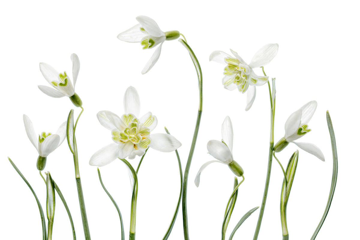 framedcanvas-print-spring-snowdrops