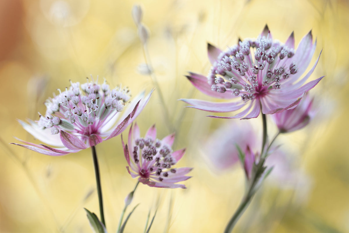 acrylic-print-astrantia-major