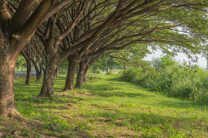 3-piece-aluminium-print-mature-trees