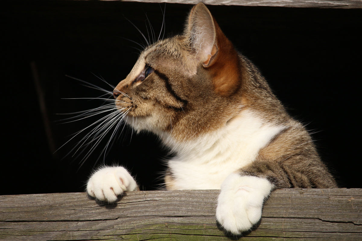 3-piece-aluminium-print-xl-cat