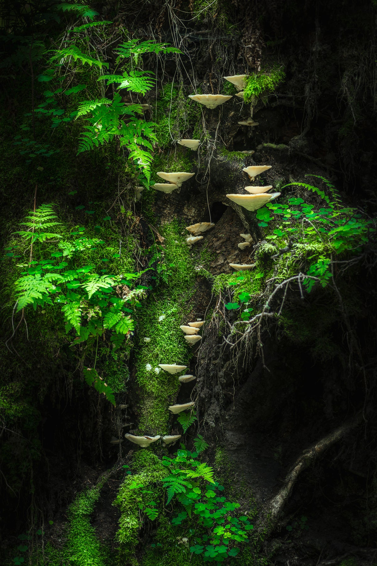 framedcanvas-print-mushroom-wall