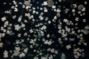 poster-print-just-some-jellies