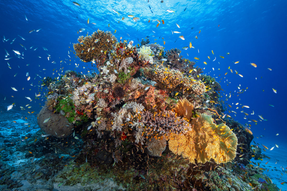 framedcanvas-print-underwater-biodiversity-x