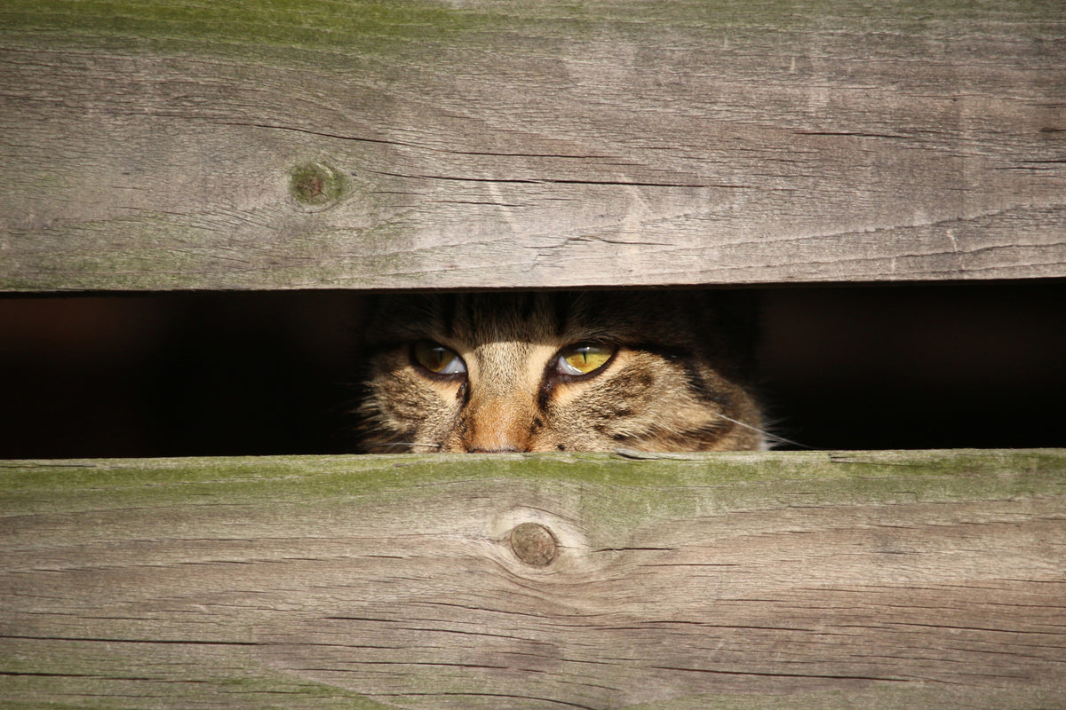 canvas-print-cat-in-hiding