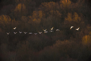 poster-print-morning-mood