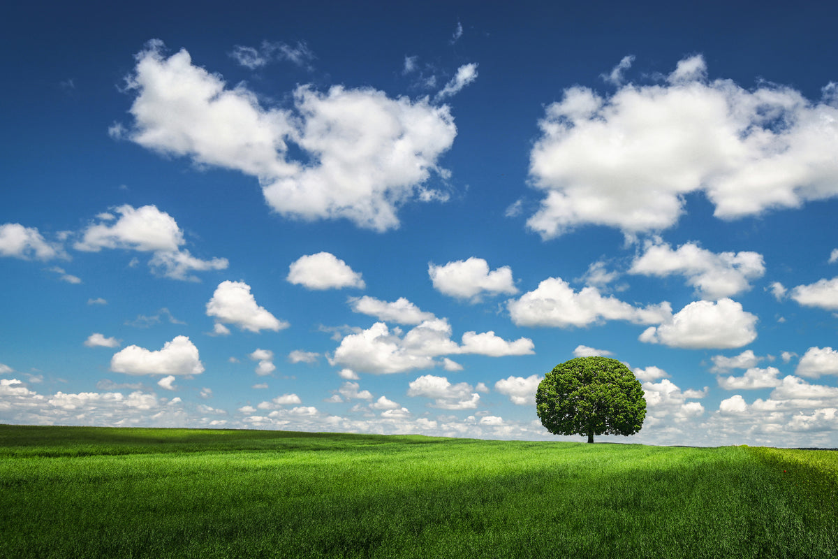 poster-print-lonely-tree-x