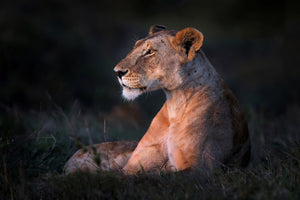 framedcanvas-print-lone-lioness-x