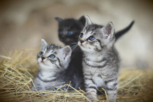 framedposter-print-kitten-trio