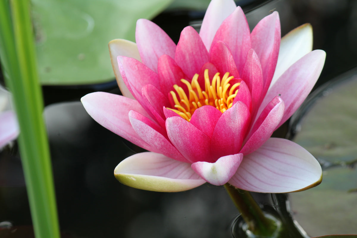 canvas-print-the-water-lily-in-pink