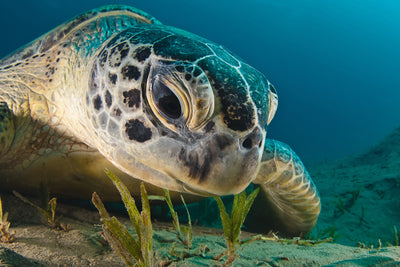 poster-print-gaze-x