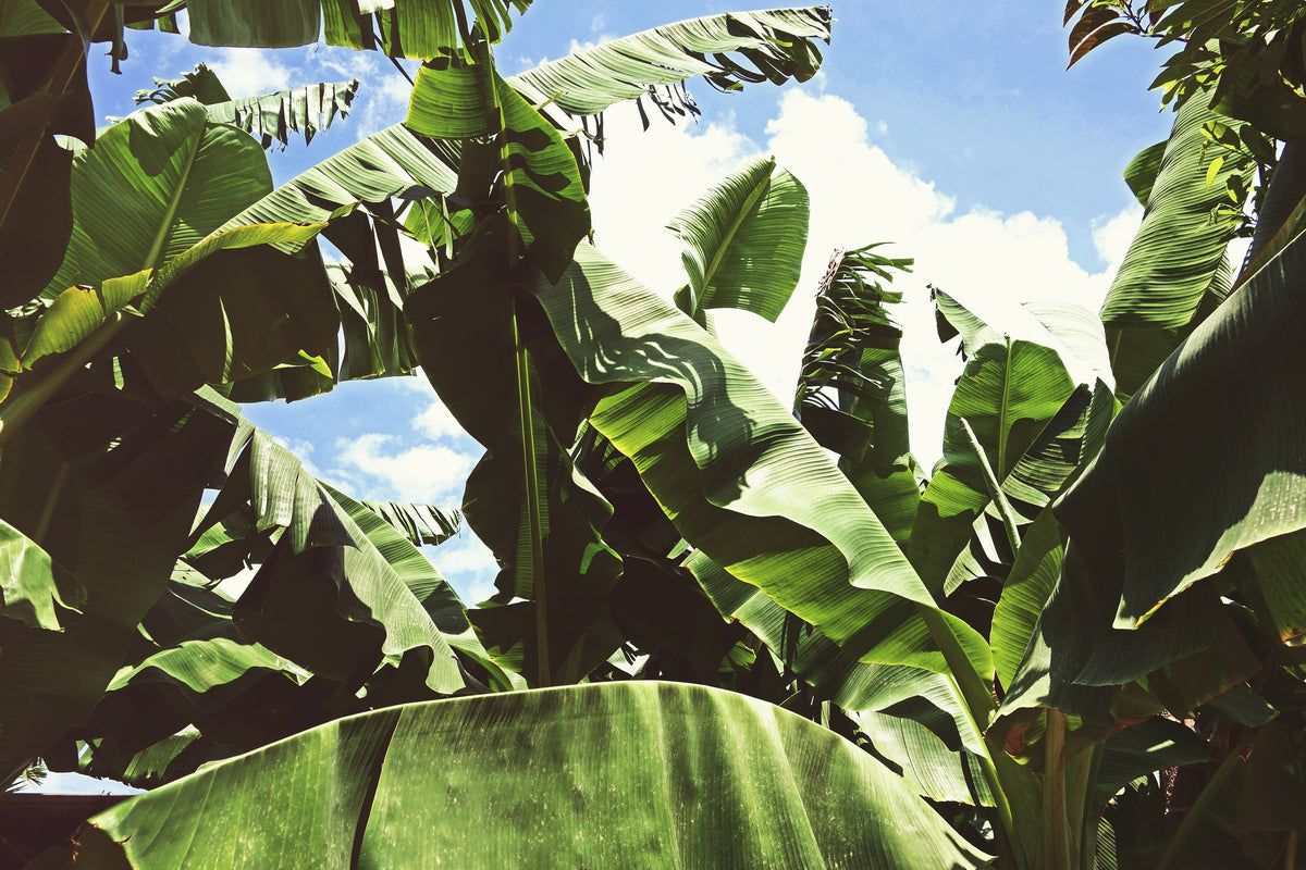 canvas-print-in-the-middle-of-the-jungle