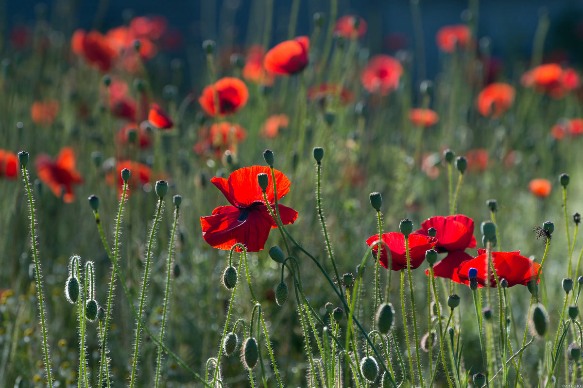 aluminium-print-wild-poppy