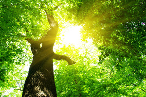 3-piece-acrylic-print-tree