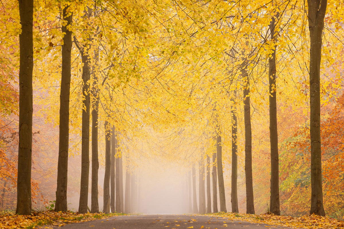 framedposter-print-autumn-road-x