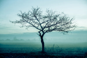 canvas-print-the-magic-tree