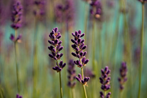 acrylic-print-lavender-in-xl