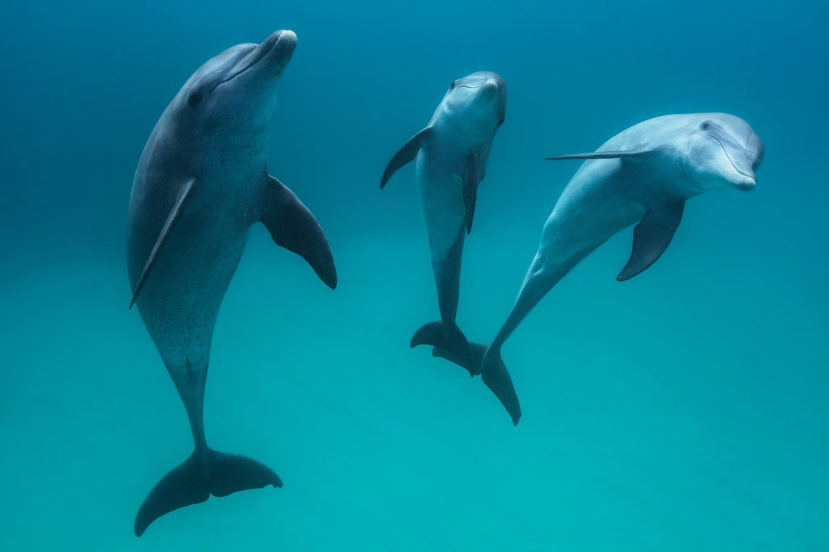 3-piece-acrylic-print-bottlenose-dolphins-ii