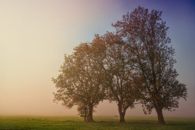 poster-print-the-crooked-tree
