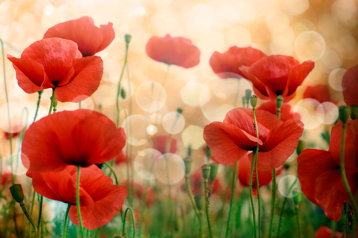 modern-3-piece-canvas-print-the-poppy