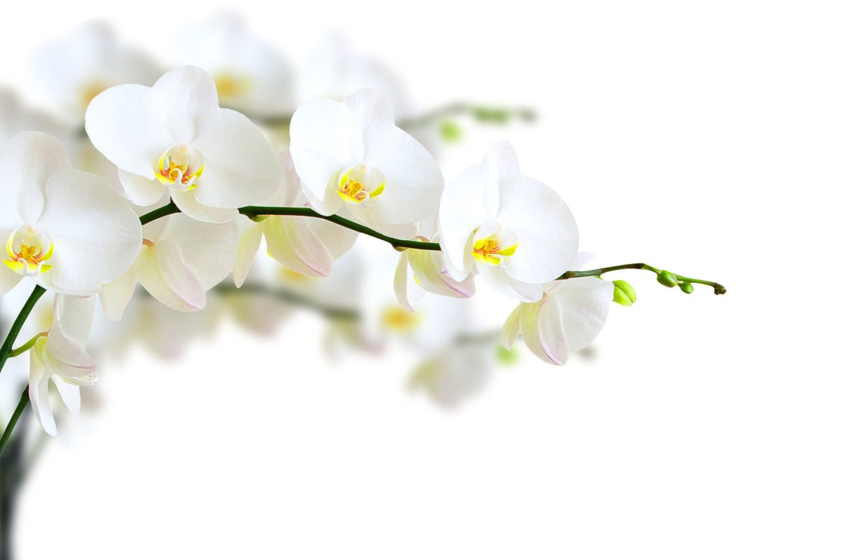 canvas-print-white-orchids
