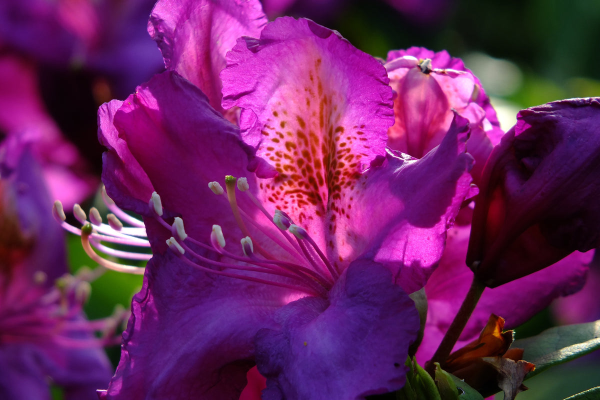 acrylic-print-the-rhododendron