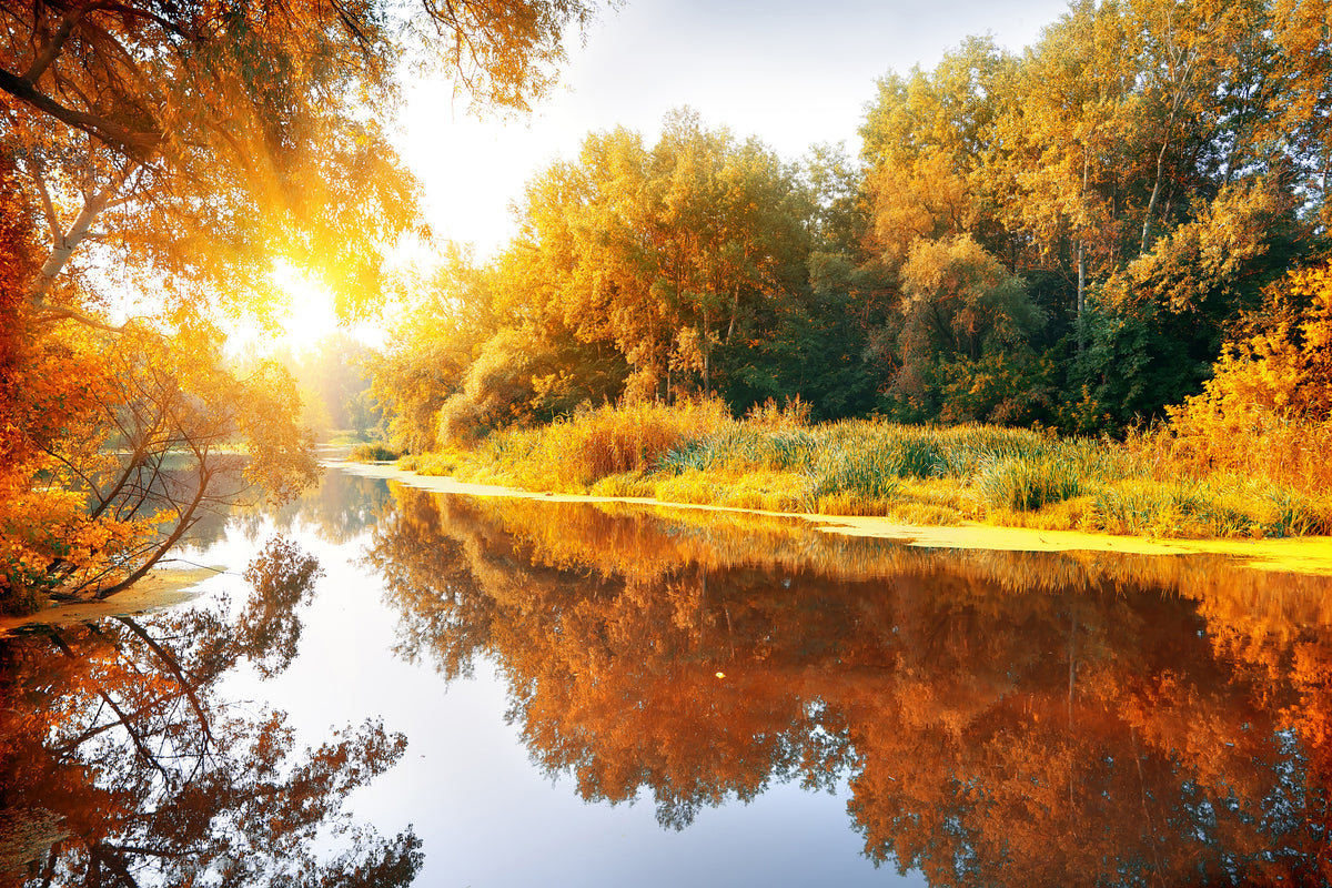 3-piece-aluminium-print-forest-reflection-in-water