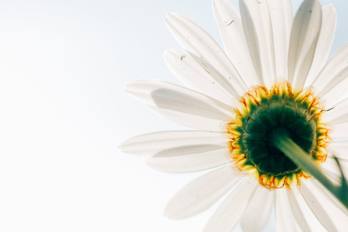 3-piece-acrylic-print-a-daisy