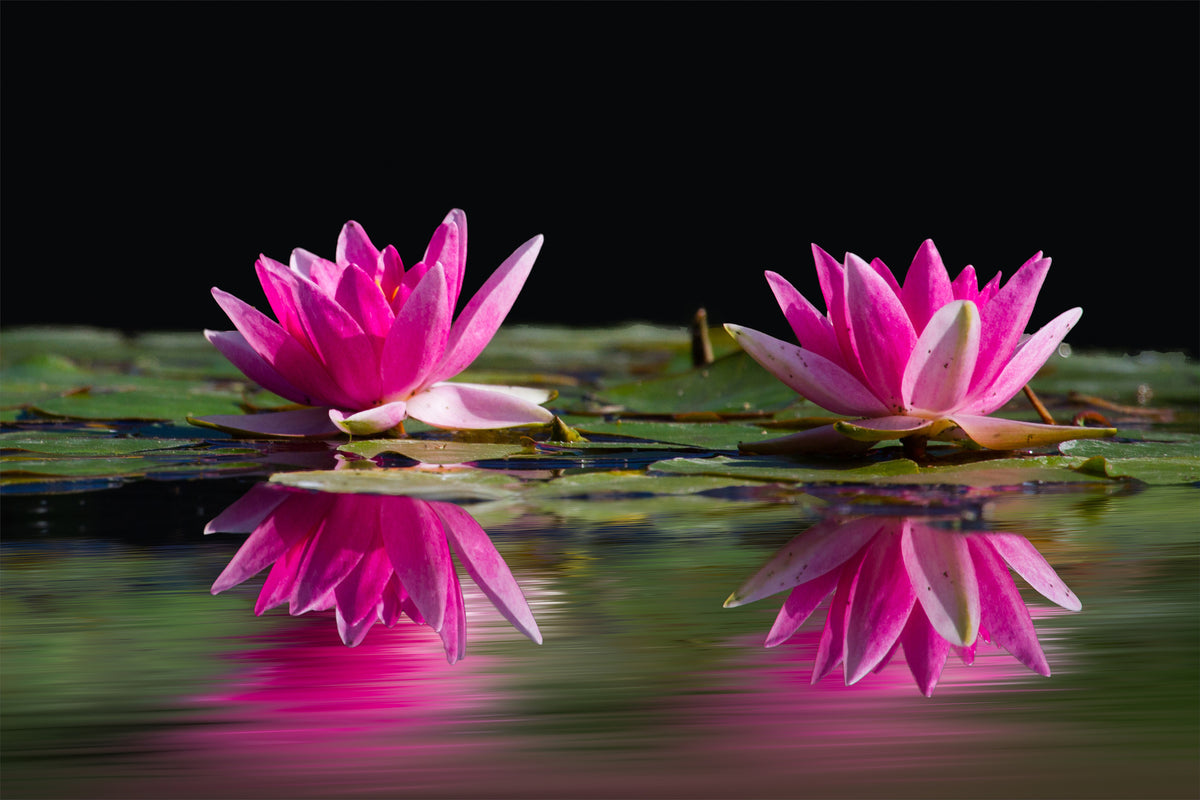 framedcanvas-print-water-lilies-duo-in-pink