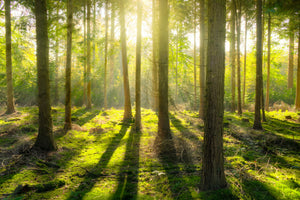framedcanvas-print-in-the-middle-of-the-woods