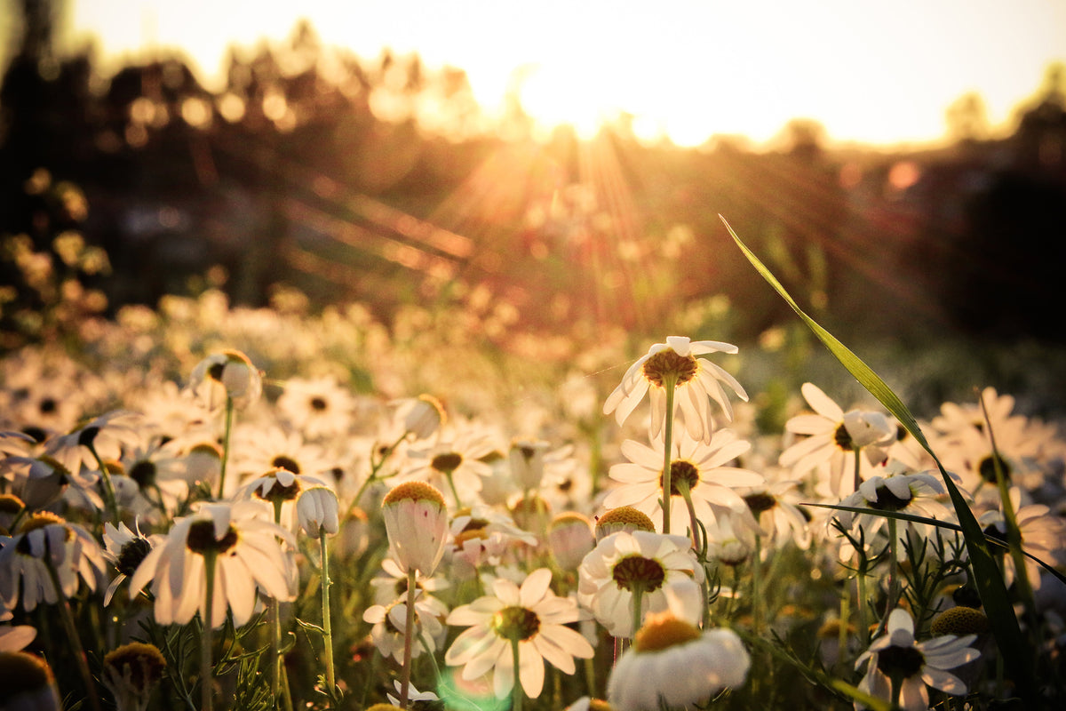 3-piece-aluminium-print-daisies-at-sunset