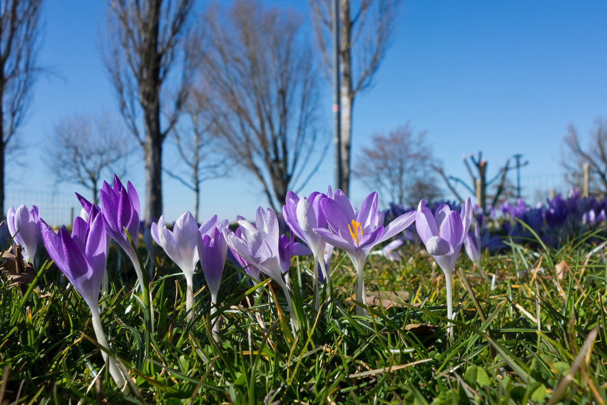 3-piece-acrylic-print-purple-crocus-in-nature
