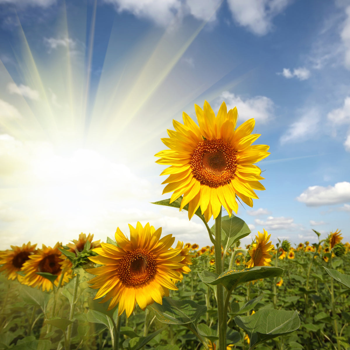 aluminium-print-sunflower-in-sunlight