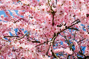3-piece-canvas-print-wonderful-japanese-cherry