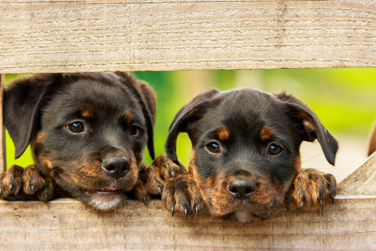 aluminium-print-2-rottweiler-puppies