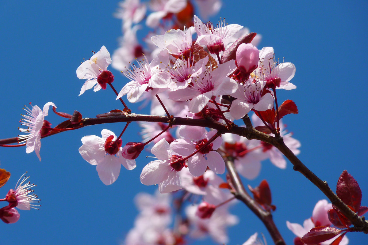 framedposter-print-the-almond-blossom