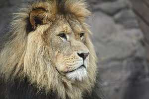 3-piece-canvas-print-lion-head-xl