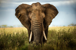 framedposter-print-encounters-in-serengeti-x