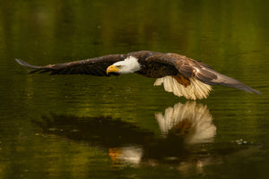 framedposter-print-the-reflective-pond