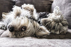 canvas-print-2-cute-dogs