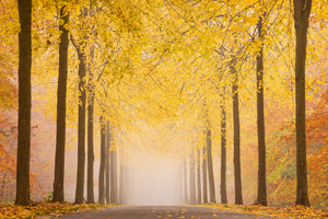 aluminium-print-autumn-road-x