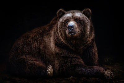 poster-print-bear-portrait-xav