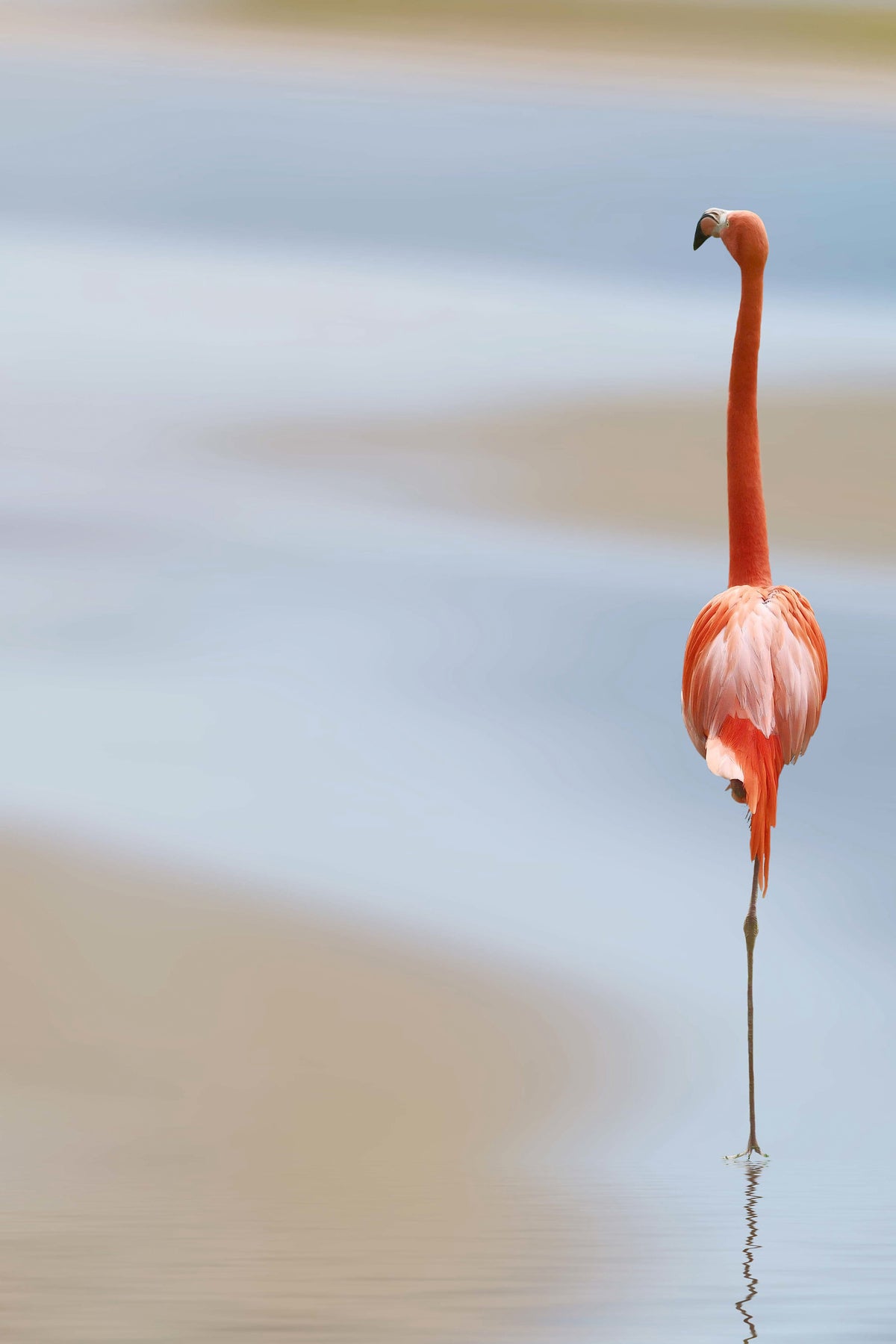 framedcanvas-print-red-flamingo
